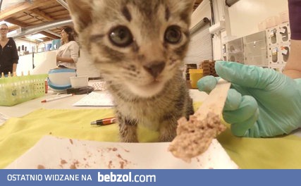 Jak wygląda praca w żłobku dla kotów? 
