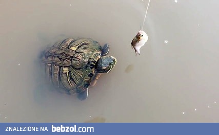 Takie tam karmienie... 