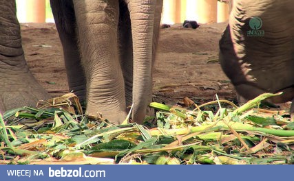 Słoniątko uczy się używać trąby