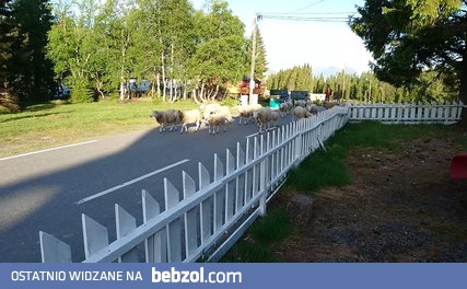 Stado owiec, które poszło w złym kierunku...