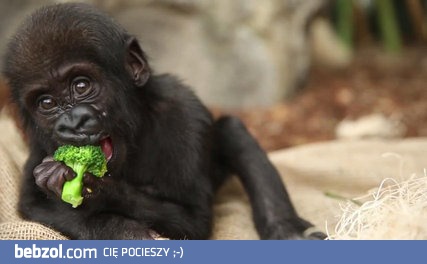 Malutki gorylek wcina brokuł