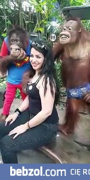 Bezczelny orangutan łapiący kobietę za biust