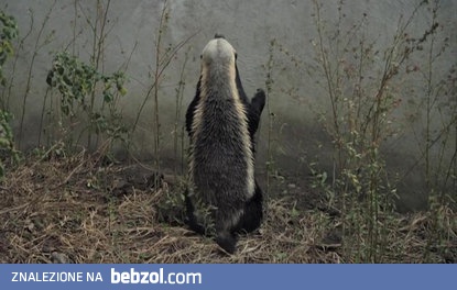 Ratel miodożerny potrafi uciec z każdej pułapki
