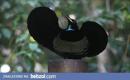 Ptaki rajskie: Ptiloris victoriae ćwiczący ruchy taneczne