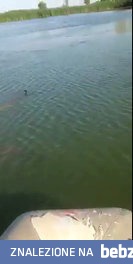 Ogromny szczupak zjada kaczkę