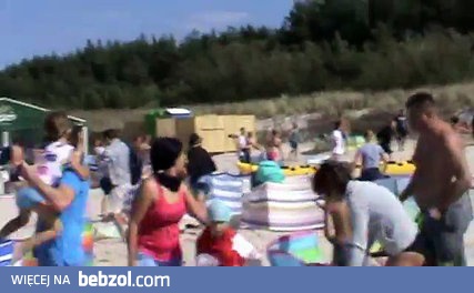 Dzik w karwi atakuje ludzi