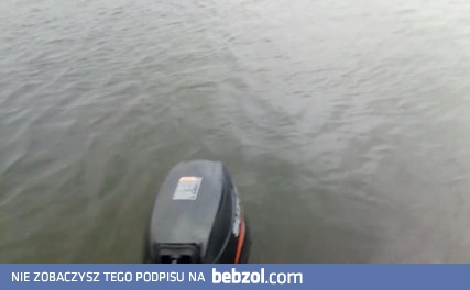 Niezwykłe spotkanie na WIślanym szlaku - Foka