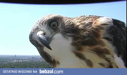 Jastrząb zaciekawiony kamerką pogodową