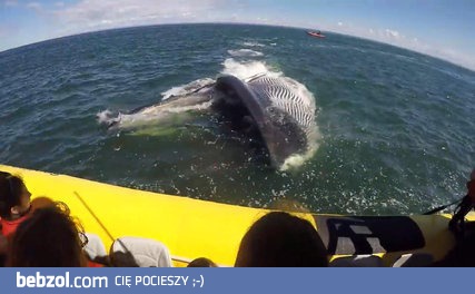 Płetwal błękitny, który miał chrapkę na turystów
