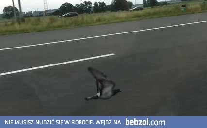 Głąb na autostradzie