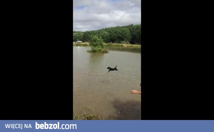 Pies na zjeżdżalni