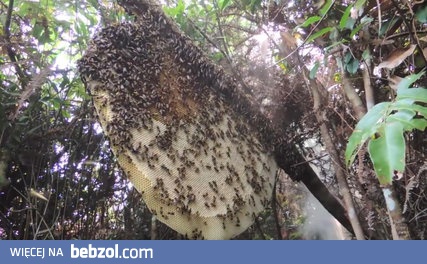 Zbieranie miodu od pszczoły olbrzymiej bez ubrania ochronnego