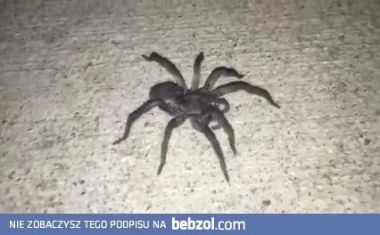 O, pająk! Spróbuję go dotknąć... 