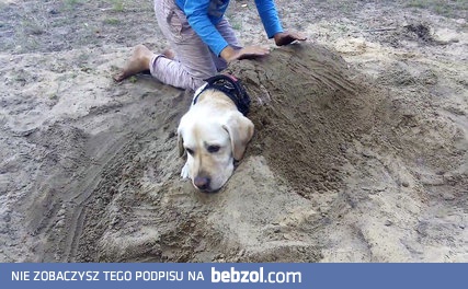 Labrador - dla chłodu dam sobie zrobić wszystko... 