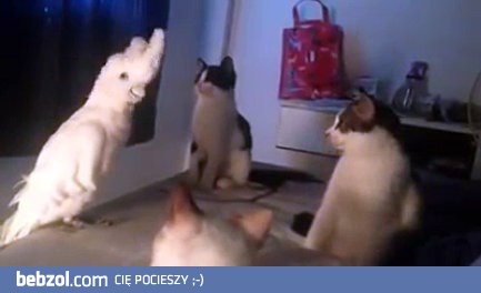 Kiedy nauczysz się obcego języka a i tak nikt cię nie rozumie