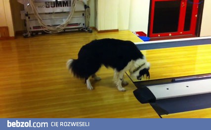 Szalona reakcja psa na czujnik 