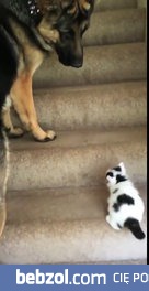 Kiedy jesteś dużym psiskiem