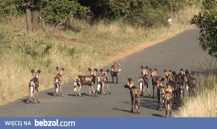 Kiedy samotnie się zapuścisz w nieciekawą okolicę...