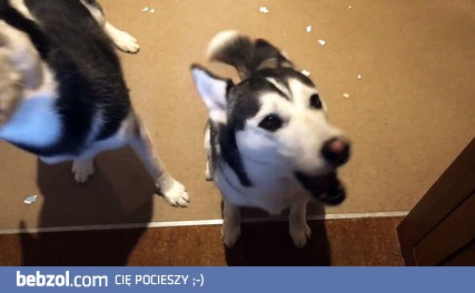 Kłócące się husky, czyli to nie ja zrobiłem tylko on! 