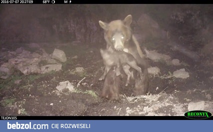 Niezwykłe nagranie jak czarny niedźwiedź atakuje prosiaka