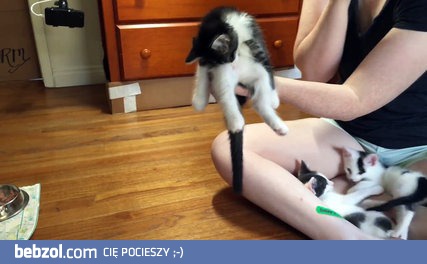 Bardzo zmęczony kotek