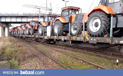 Ursusy w drodze do Afryki