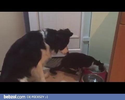 Szybciej kocie...