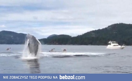 Efektowne ujęcie z bliska wyskakującego humbaka 