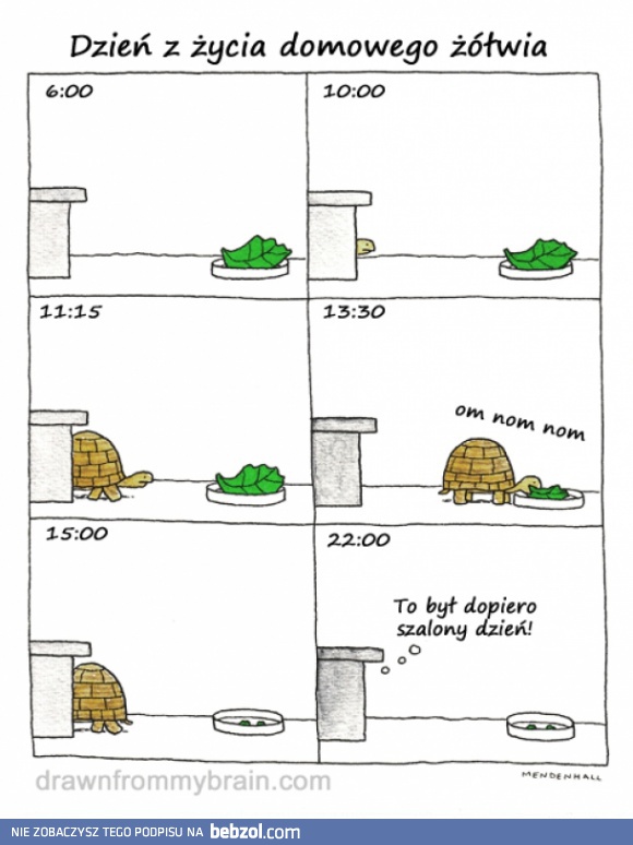 Domowy żółw
