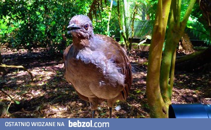 Lirogon wspaniały. Genialny naśladowca dźwięków