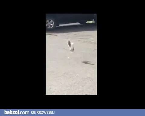 Wiewiórka w opałach