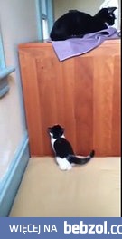 Młody kotek próbuje wskoczyć na biurko