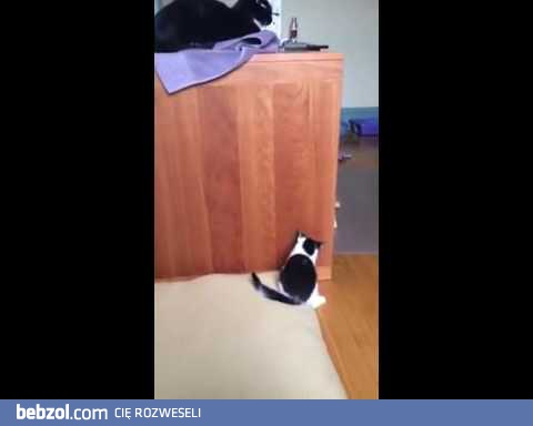 Młody kotek próbuje wskoczyć na biurko