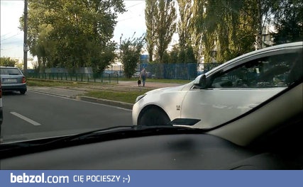 Kierowca pomaga psu przejśc przez droge