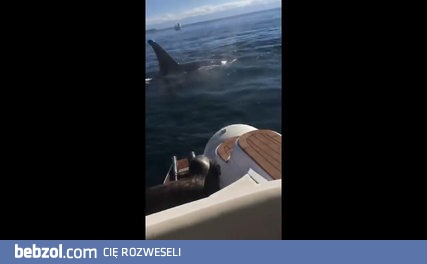 Foka szukająca schronienia u ludzi na łodzi przed orką