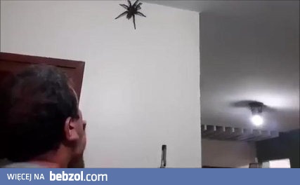 Jak złapać DUŻEGO pająka bez robienia mu krzywdy