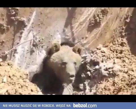 Ratowanie niedźwiadka