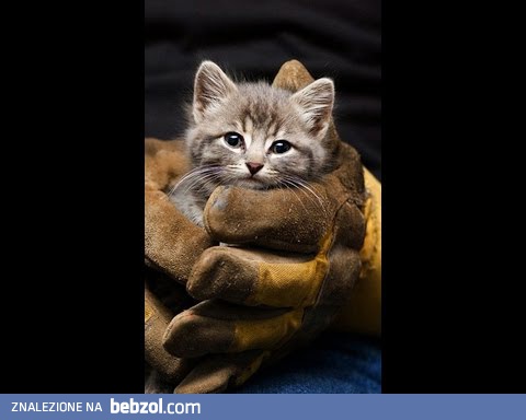 Ratowanie przytkanego kotka