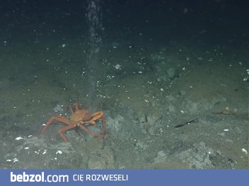 Ciekawy wypadek kraba, w głębi oceanicznej