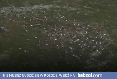 Błyskawica zabiła ponad 300 reniferów