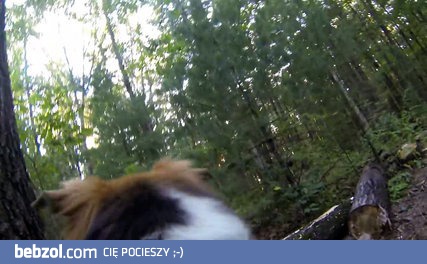 Wiewiórka, która okazała się być... 