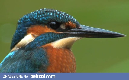 Piękna scena pokazująca polującego zimorodka