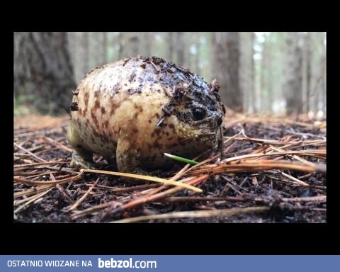 Żaba w histerię