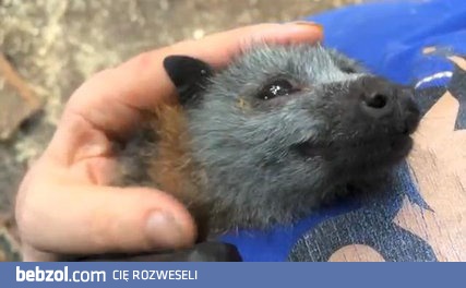 Młody nietoperz kwili ze szczęścia