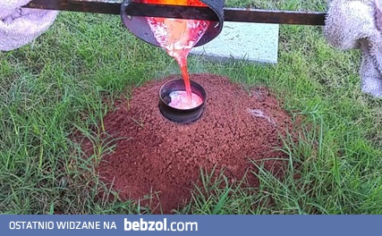 Odlewanie gniazda mrówek ognistych w aluminium