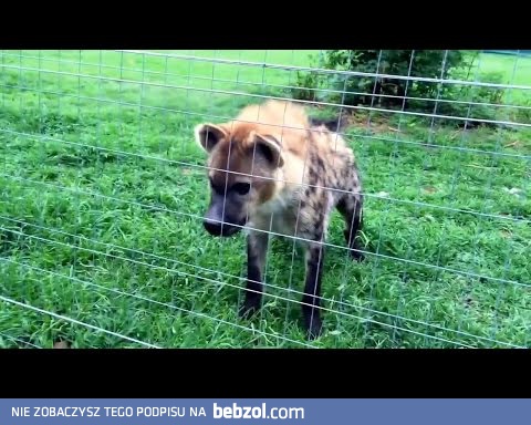 Śmiejąca się Hiena