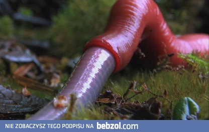 Drapieżna pijawka kontra dżdżownica