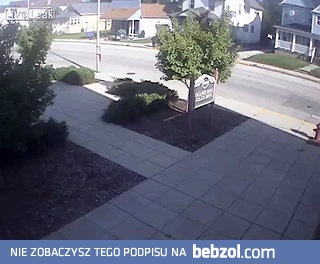 Tak się ścina drzewa