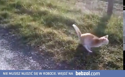 Kot chodzi na 2 przednich lapach