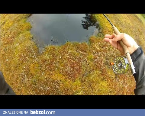 Pstrąg z norweskiego torfowiska